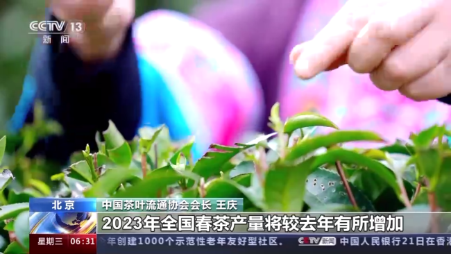 今年春茶全(quán)面開采 開采期較(jiào)去年提前