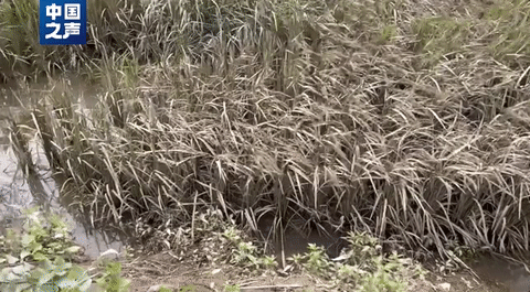 五常大(dà)米受災，影響如(ru)何？幾組數據講(jiǎng)清→