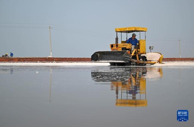 天津:千年鹽場(chang)迎豐收