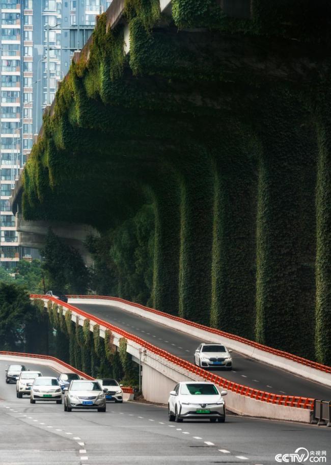 2025年12月8日，成(chéng)都，高架橋(qiáo)下爬滿碧(bi)綠的爬山(shān)虎。視覺中(zhōng)國