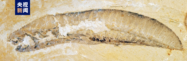 2022年度(du)中國古(gu)生物學(xue)十大進(jìn)展發布(bù)